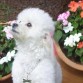 Me encantan las flores!